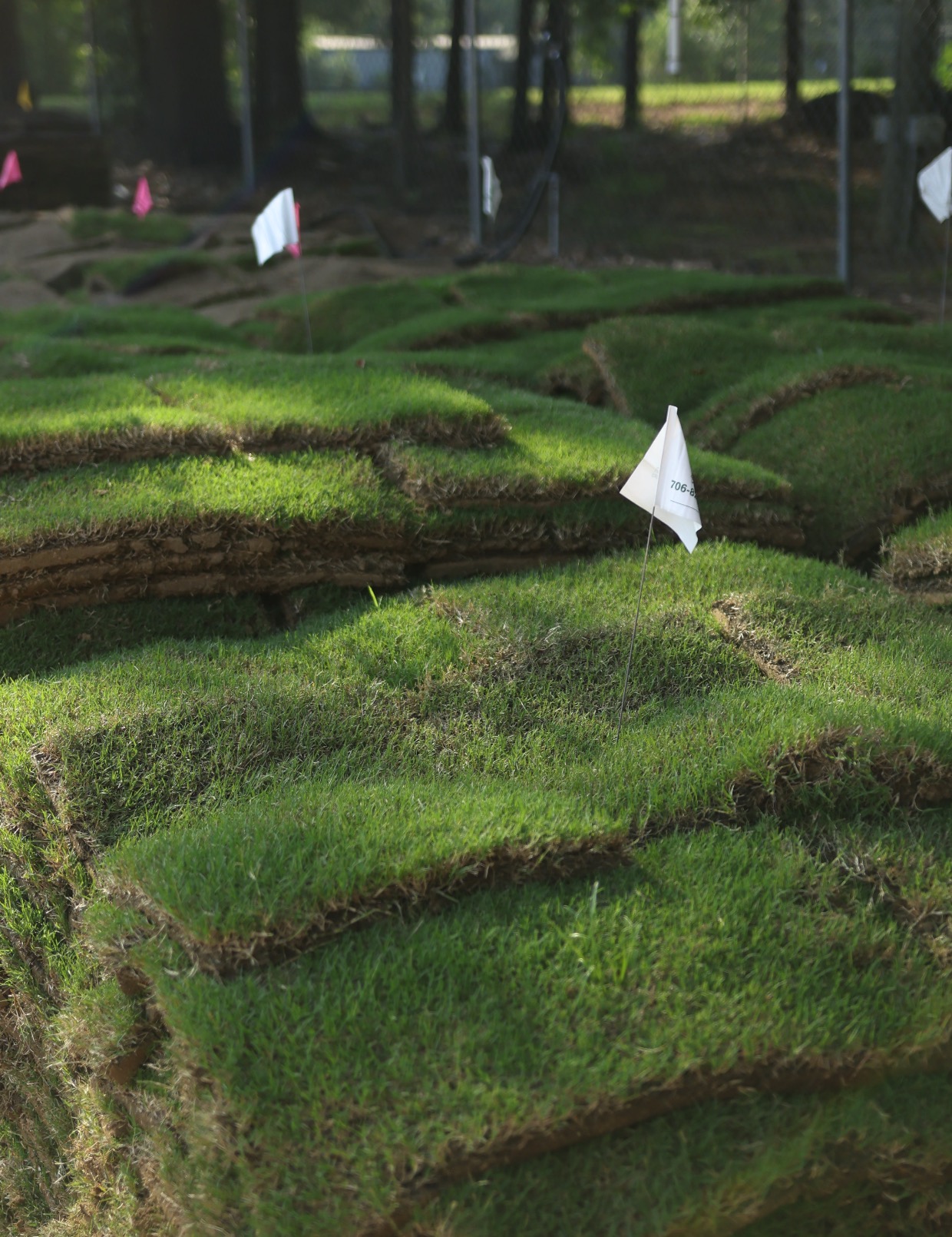Stacks of freshly cut sod slabs marked with order flags in morning light